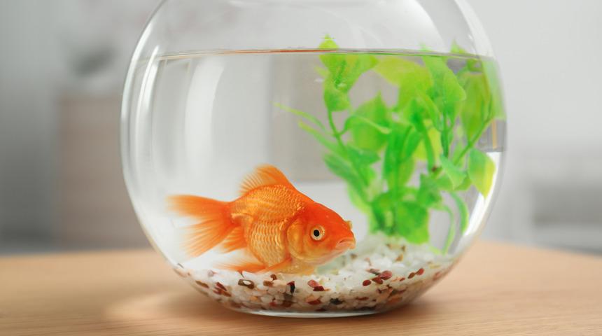 Balıkların hafızası gerçekten kısa mı? Bilimsel gerçekler