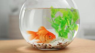 Balıkların hafızası gerçekten kısa mı? Bilimsel gerçekler