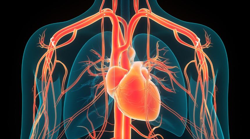 Aort damarı yırtılması (aort diseksiyonu) nedir, aort damarı nasıl ve neden yırtılır? Aort yırtılması belirtileri nelerdir?