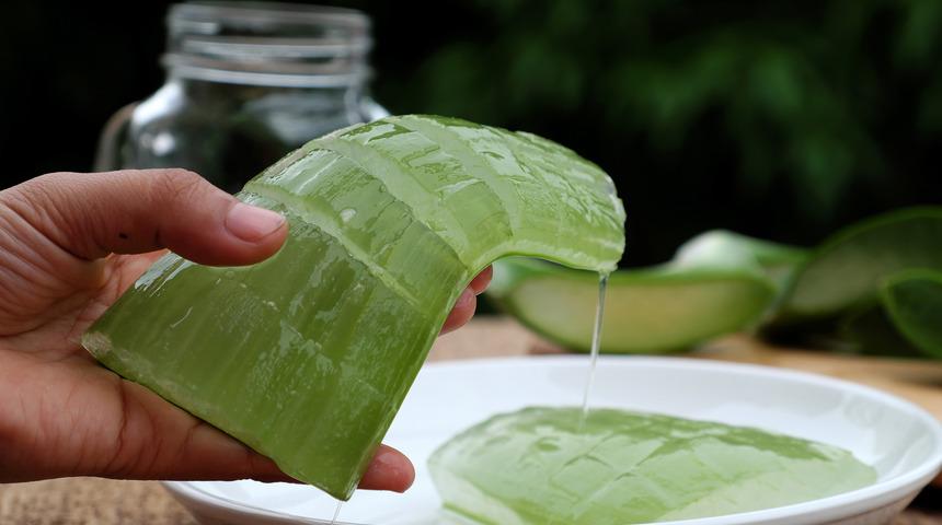 Aloe vera yüze sürülür mü? Aloe vera yüze sürülürse ne olur? Aloe veranın yüze faydaları