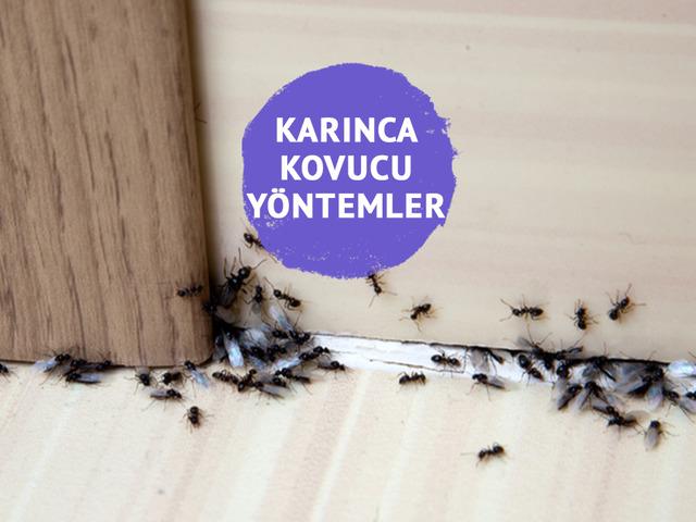 Evde karınca kovucu yöntemler…