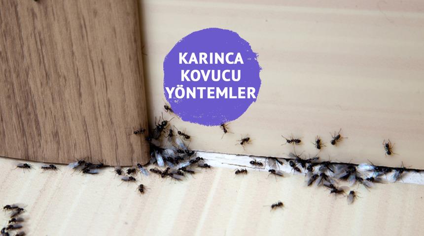 Karıncalardan kurtulmak için ne yapmalıyız? Karıncalardan kurtulmanın yolları nedir? Evde karınca kovucu yöntemler…
