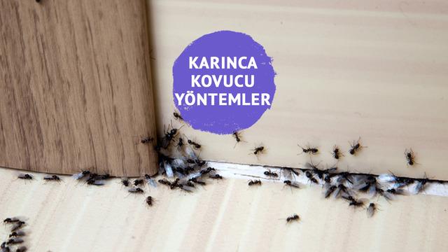 Karıncalardan kurtulmak için ne yapmalıyız? Karıncalardan kurtulmanın yolları nedir? Evde karınca kovucu yöntemler…