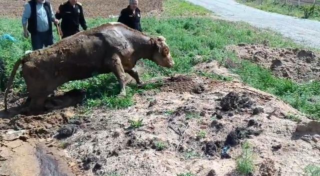 Çamura batan ineği itfaiye kurtardı - Güvenlik - Kırıkkale - 