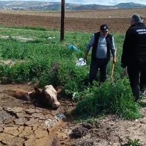 Çamura batan ineğin yardımına itfaiye koştu