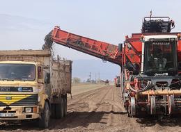 Kilo ile değil ton ton satıyorlar! Fiyatı 4 bin 900 TL, 'İnsan gücü ile toplanmıyor'