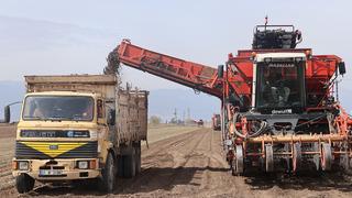 Kilo ile değil ton ton satıyorlar! Fiyatı 4 bin 900 TL, 'İnsan gücü ile toplanmıyor'