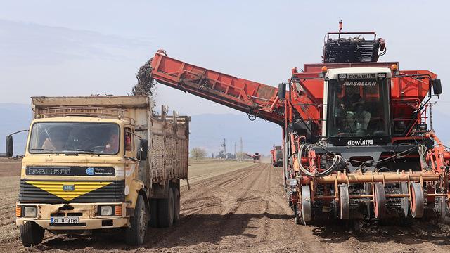 Kilo ile değil ton ton satıyorlar! Fiyatı 4 bin 900 TL, 'İnsan gücü ile toplanmıyor'