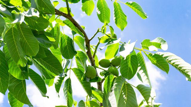 Ceviz yaprağı ne işe yarar? Ceviz yaprağının faydaları ve zararları