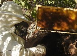 Kilosu 3 bin TL! Hobi olarak başladılar, bulmaları haftalarca sürüyor... En fazla 20 kilo hasat ettiler