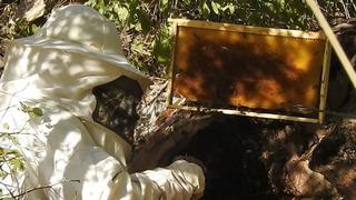 Kilosu 3 bin TL! Hobi olarak başladılar, bulmaları haftalarca sürüyor... En fazla 20 kilo hasat ettiler