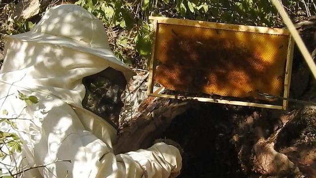 Kilosu 3 bin TL! Hobi olarak başladılar, bulmaları haftalarca sürüyor... En fazla 20 kilo hasat ettiler
