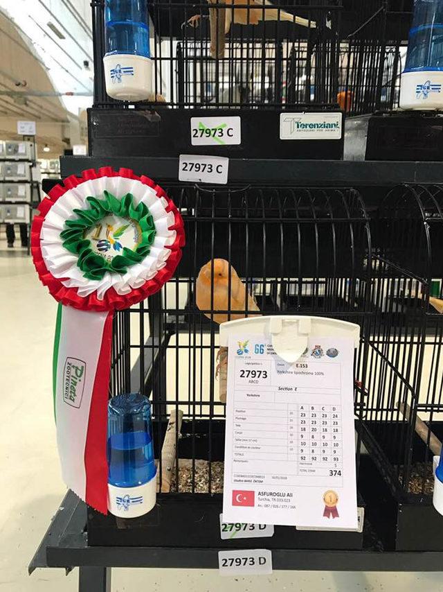 Mersinli esnafın beslediği kanarya, dünya birincisi oldu 1