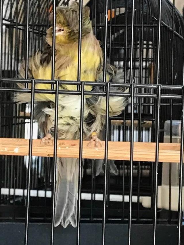 Mersinli esnafın beslediği kanarya, dünya birincisi oldu 2