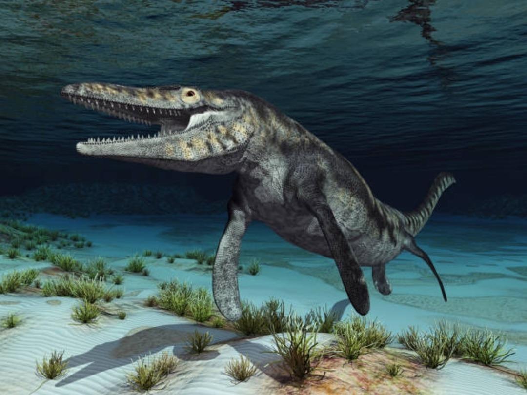 mosasaur-tylosaurus