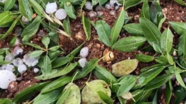 Adıyaman'da ceviz büyüklüğündeki dolu yağışı badem bahçelerine zarar verdi