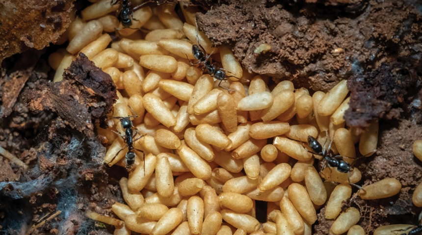 ABD'de yetkililer alarma geçti! İnsanları öldürebiliyor ve hızla yayılıyor! "Artık zararlı"