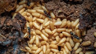 ABD'de yetkililer alarma geçti! İnsanları öldürebiliyor ve hızla yayılıyor! Artık zararlı