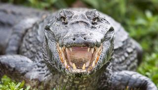  Timsahlar dehşet sa&ccedil;tı! 2 &ouml;l&uuml;, 3 ağır yaralı