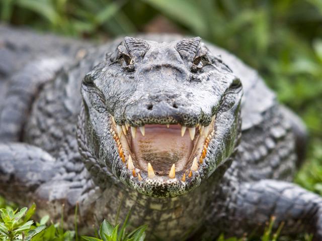  Timsahlar dehşet sa&ccedil;tı! 2 &ouml;l&uuml;, 3 ağır yaralı