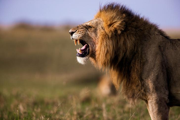 Dünyanın en ölümcül 10 hayvanı açıklandı! Bazılarını her gün görüyoruz! Listeyi görünce çok şaşıracaksınız!  G1