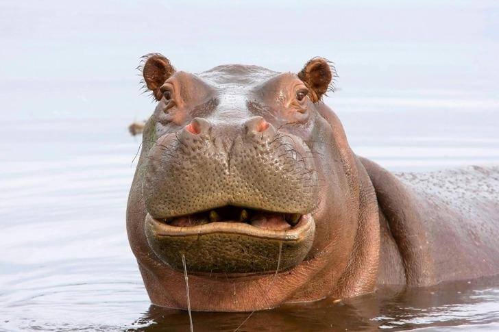 Dünyanın en ölümcül 10 hayvanı açıklandı! Bazılarını her gün görüyoruz! Listeyi görünce çok şaşıracaksınız!  G2