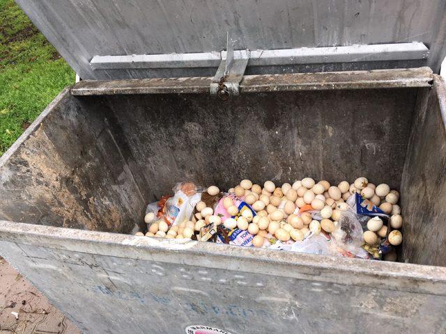 Marmaris'te çöpe atılan yumurtalardan çıkan 60 civciv kurtarıldı