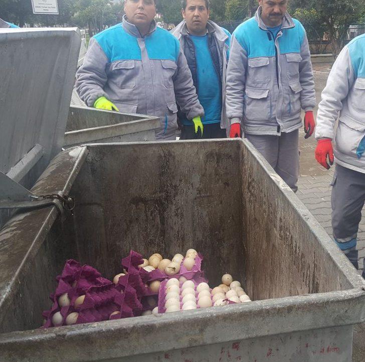 Marmaris'te çöpe atılan yumurtalardan çıkan 60 civciv kurtarıldı