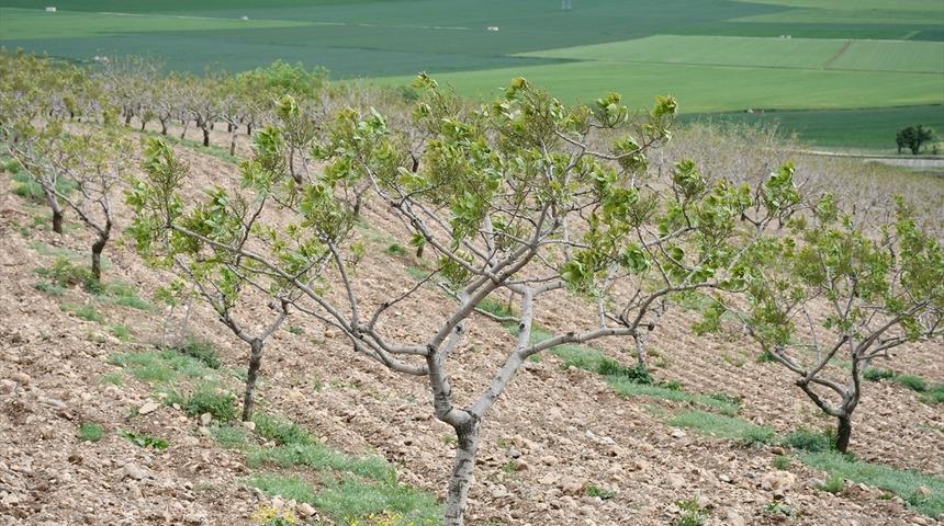 Batman'da fıstık dikim alanı 6 yılda 75 binden 154 bin dönüme yükseldi