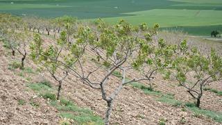 Batman'da fıstık dikim alanı 6 yılda 75 binden 154 bin dönüme yükseldi