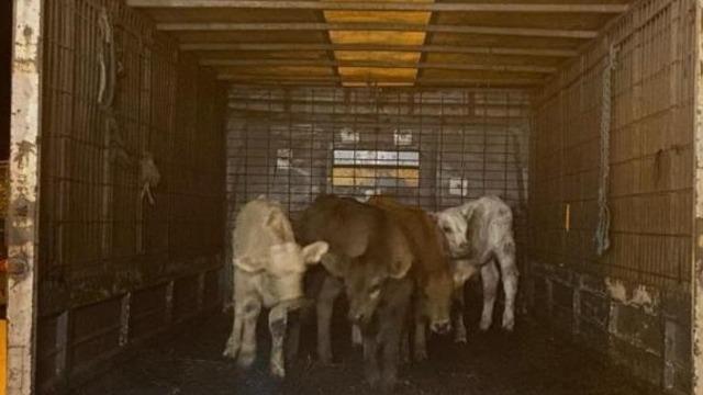 Edirne'de çalınan büyükbaş hayvanalar dron destekli operasyonla bulundu