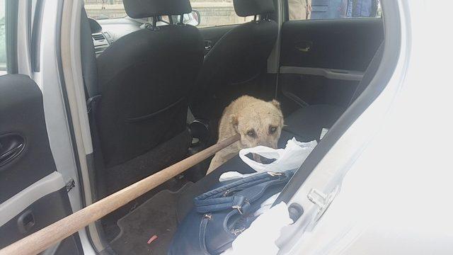 Otomobile giren inatçı sokak köpeğini çıkarmak kolay olmadı