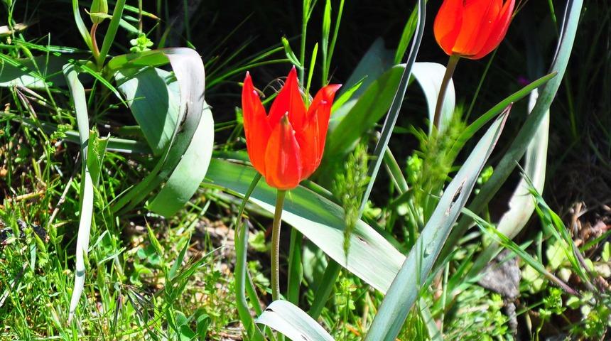 10 gün canlı kalabiliyor, koparmanın cezası dudak uçuklatıyor