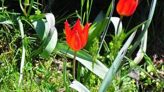 10 gün canlı kalabiliyor, koparmanın cezası dudak uçuklatıyor