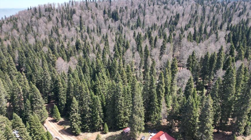 Drone ile görüntülendi! Bartın ve Karabük yaylalarında ilkbahar güzelliği