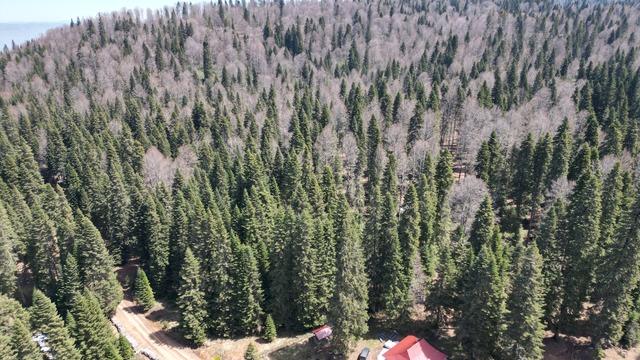 Drone ile görüntülendi! Bartın ve Karabük yaylalarında ilkbahar güzelliği