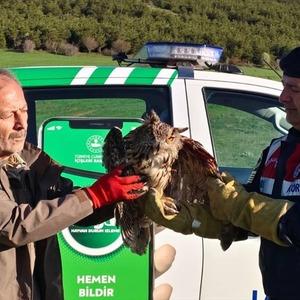 Yozgat'ta dikenli tellere takılmış halde bulunan puhu tedavi altına alındı