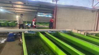 Erzincan'da su ürünlerinde üretim kapasitesi her geçen gün artıyor