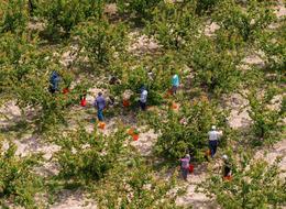 Tescilli Mut kayısısında hasat başladı