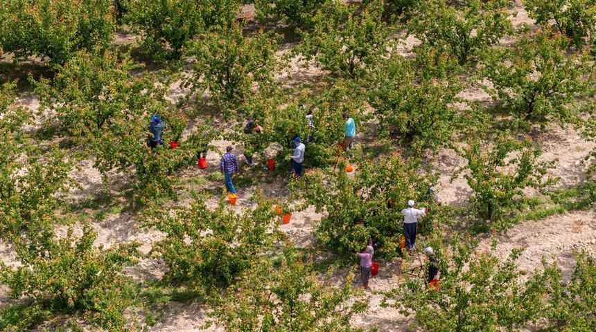 Tescilli Mut kayısısında hasat başladı
