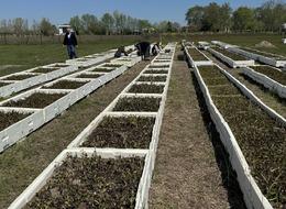 '1 dönüm yeri olan 700 bin TL kazanır' Üretimine çok ihtiyaç var 'Üretim artsa da pazarı her zaman olacak'