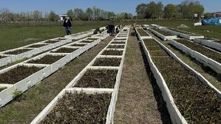 '1 dönüm yeri olan 700 bin TL kazanır' Üretimine çok ihtiyaç var 'Üretim artsa da pazarı her zaman olacak'