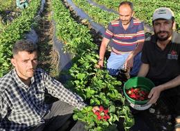 Organik Sason çileğinde hasat başladı