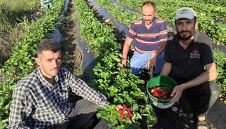 Organik Sason çileğinde hasat başladı