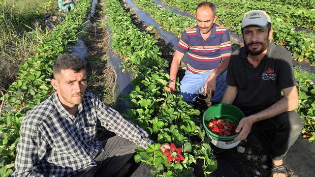 Organik Sason çileğinde hasat başladı