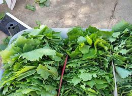 Sarıgöl’de bağ yaprağı sezonu açıldı