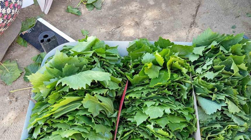 Sarıgöl’de bağ yaprağı sezonu açıldı