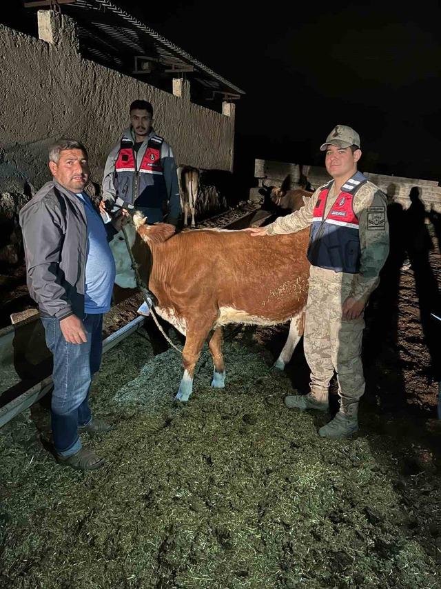 Çalınan 4 büyükbaş hayvan sahibine teslim edildi