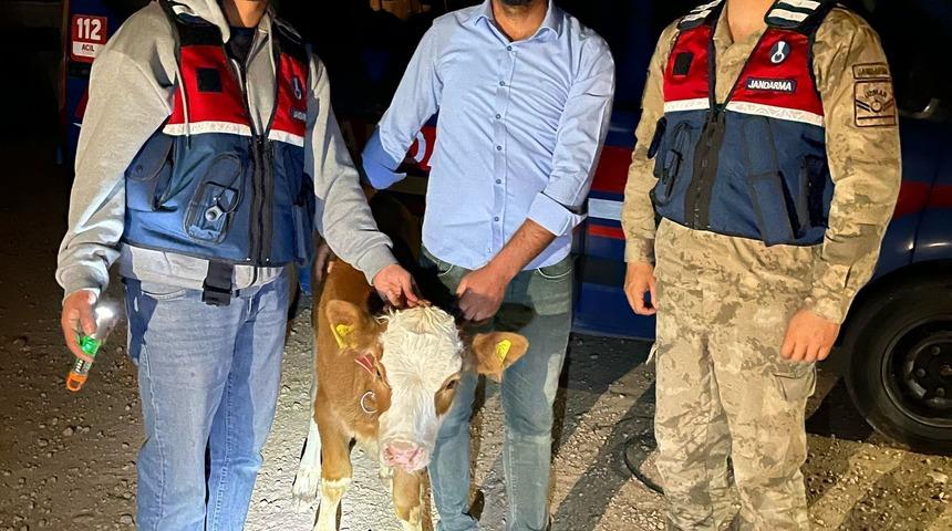 Çalınan 4 büyükbaş hayvan sahibine teslim edildi