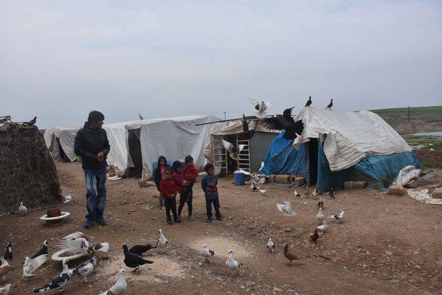 Suriye'de hobileri olan güvercinler, Türkiye'de ekmek kapıları oldu